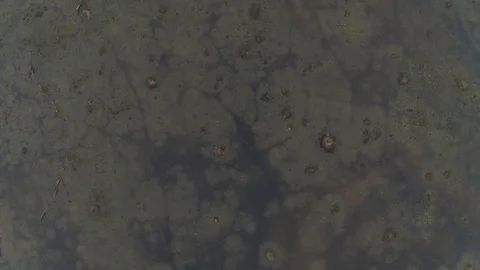 Lake with old trees sticking out of the water in Cambodia near ancient Angkor Stock Footage 118461880