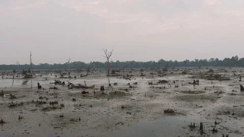 Lake with old trees sticking out of the water in Cambodia near ancient Angkor Vidéo 118462895