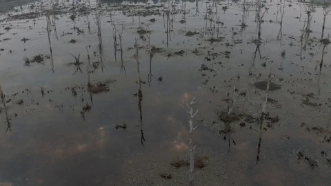 Lake with old trees sticking out of the water in Cambodia near ancient Angkor Stockbeeldmateriaal 118463325