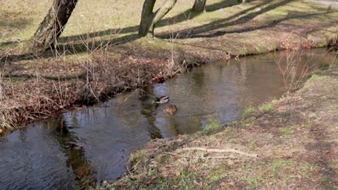 The lake in the park with a ducks #2 Stock Footage 304824373