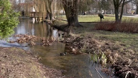 The lake in the park with a ducks #3 Stock Footage 304824487