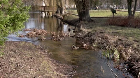 The lake in the park with a ducks #4 Stock Footage 304824562