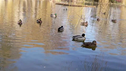 The lake in the park with the ducks Stock Footage 304433365
