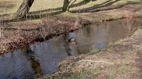 The lake in the park with a ducks Stock Footage 304824180