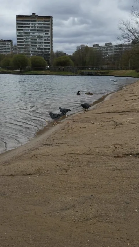 Lake in the park in early spring Stock Footage