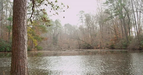 Lake in the Park Stock Footage 44611545