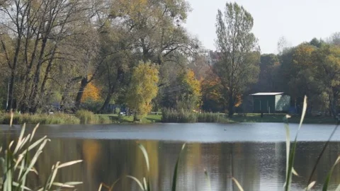 Lake in the park 库存影片 81364438