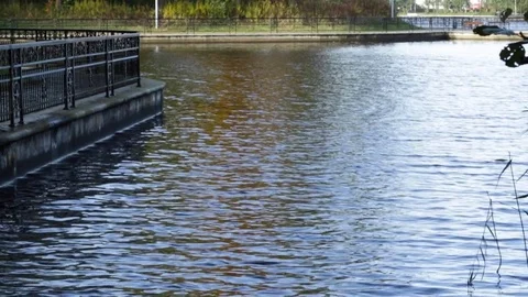 Lake in the park 库存影片 81491665