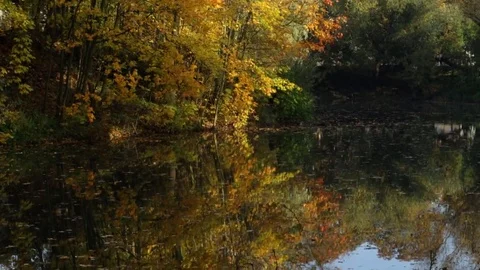 Lake in the park 库存影片 81491986