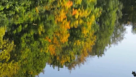 Lake in the park 库存影片 82945582