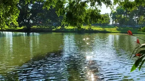 Lake in Park Stock Footage 165915643