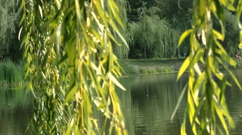 Lake in the park,  panorama Stock Footage 53102556