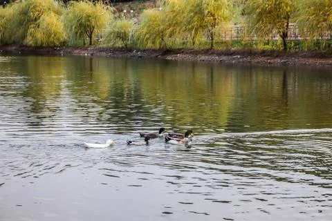 The lake in the park. Stock Photos