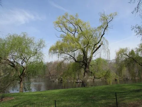 Lake in the park surrounded by trees Stock Photos