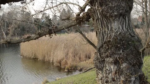 Lake in the park. winter. cold. old tree by the lake Video stock 146325823