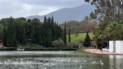 Lake in Parque de la Paloma in Benalmadena, Malaga, Spain Stock Footage 239458672