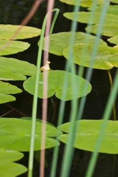 Lake Stock Photos