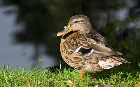 On the lake Stock Photos