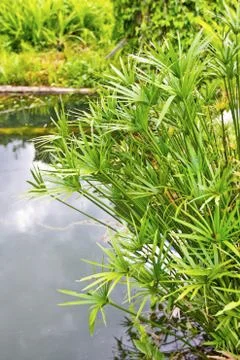 The lake Stock Photos