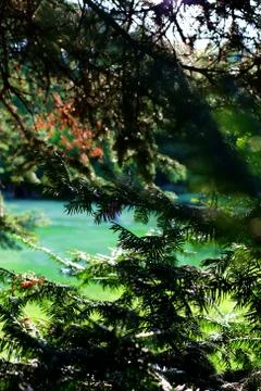 The lake Stock Photos