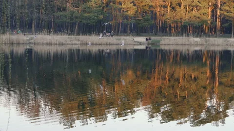Lake in a pine park Stock-Footage 106422224