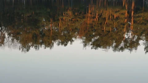 Lake in a pine park Stock Footage 106422245