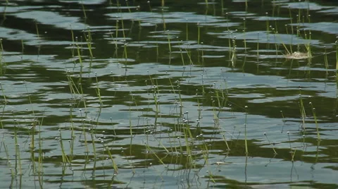 Lake plants_01 Stock Footage 955598