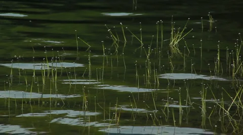 Lake plants_02 Stock Footage 955634