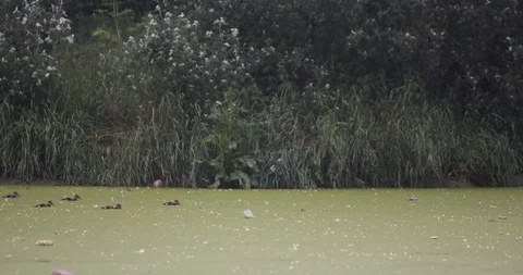 Lake with plastic garbage Video stock 124170481