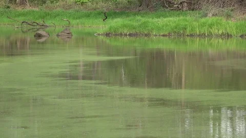 Lake pollen, Cambodia Vidéo 121616433