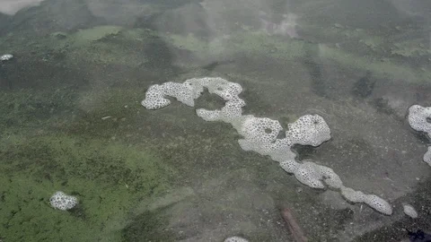Lake polluted with green algae Stock Footage 104144940