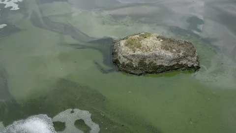 Lake polluted with green algae Video stock 104145006