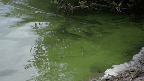 Lake polluted with green algae Stock Footage 104145013