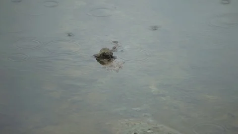 A lake polluted with oil Stock Footage 86837526