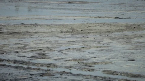 A lake polluted with oil Stock Footage 86838156