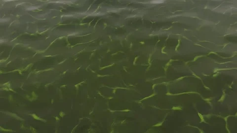 Lake polluted water. Pond ecosystem, stagnant water floating plants. Stock Footage 318729458