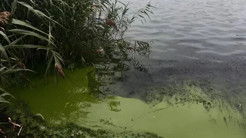 Lake polluted water. Pond ecosystem, stagnant water floating plants. Stock Footage 318729476