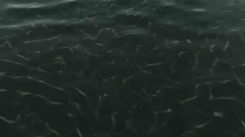 Lake polluted water. Pond ecosystem, stagnant water floating plants. Stock Footage 318729477