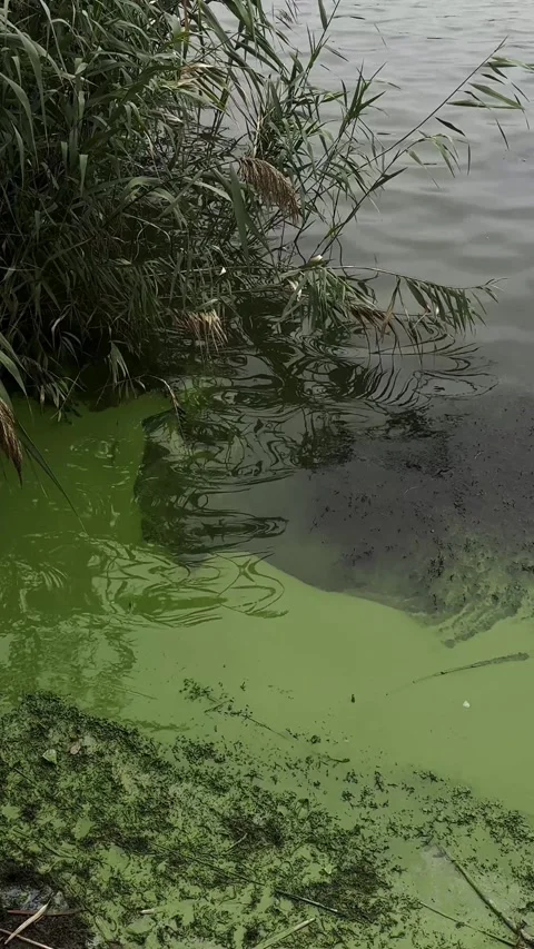 Lake polluted water. Pond ecosystem, stagnant water floating plants. Stock Footage 318729489