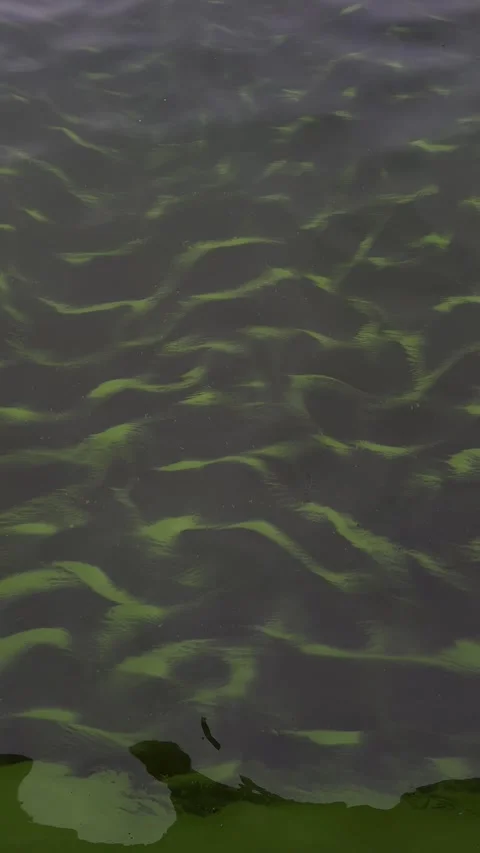 Lake polluted water. Pond ecosystem, stagnant water floating plants. Stock Footage 318729494