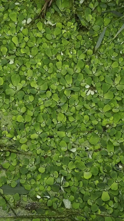 Lake polluted water. Pond ecosystem, stagnant water floating plants. Stock Footage 318729496