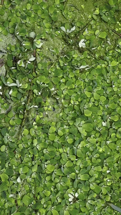 Lake polluted water. Pond ecosystem, stagnant water floating plants. Stock Footage 318729497