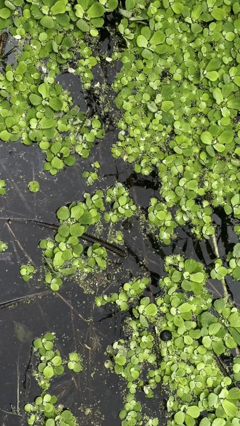 Lake polluted water. Pond ecosystem, stagnant water floating plants. Stock Footage 318729500