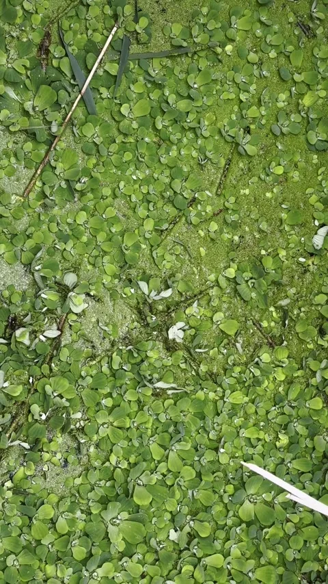 Lake polluted water. Pond ecosystem, stagnant water floating plants. Stock Footage 318729504