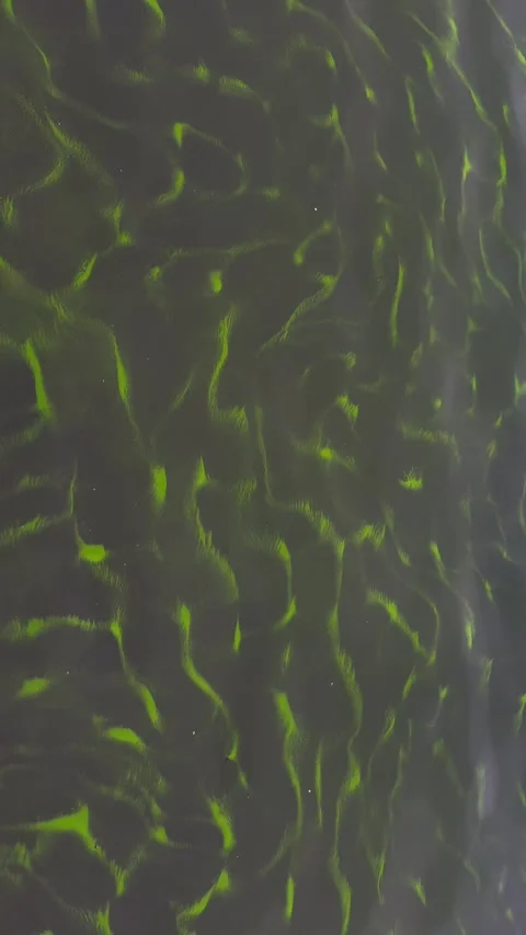 Lake polluted water. Pond ecosystem, stagnant water floating plants. Stock Footage 318729505