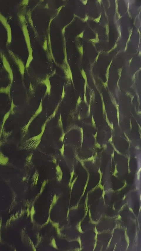Lake polluted water. Pond ecosystem, stagnant water floating plants. Stock Footage 318729511