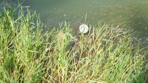 Lake pollution and grass Video stock 171108203