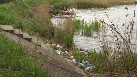 Lake pollution Stock Footage 244476161