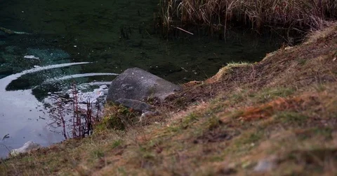 Lake pollution slow motion Stock Footage 71355046