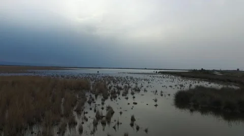 Lake pond reeds drone Stock Footage